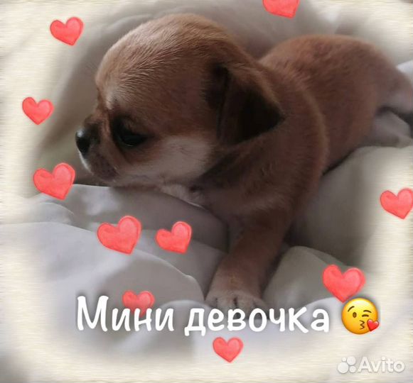 Щенки чихуахуа мини