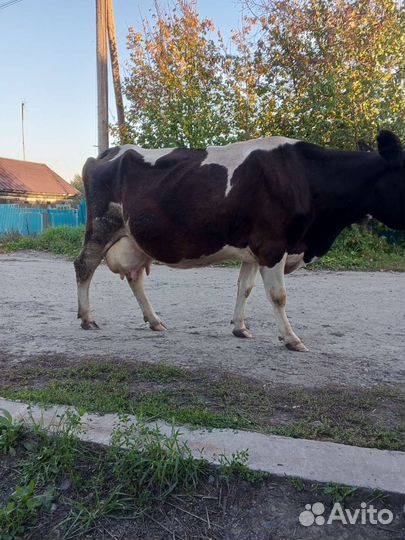 Корова высокоудойная