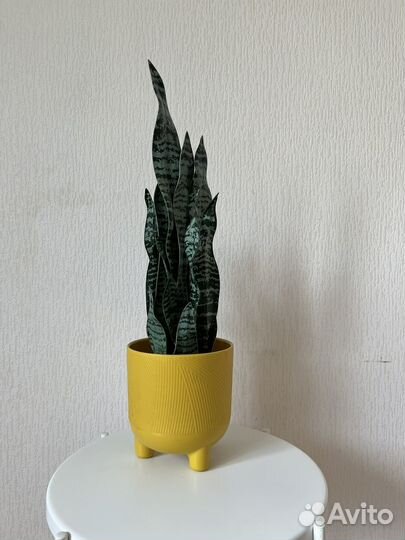 Искусственное растение сансевиерия