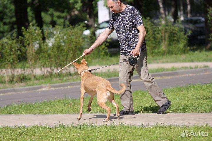 Собака из приюта