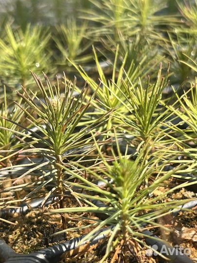 Сеянцы сосны