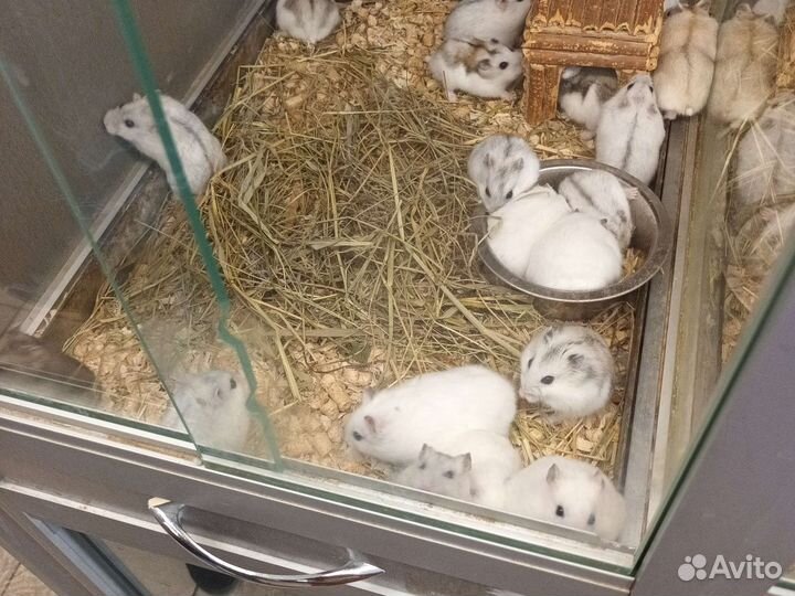 Джунгарский хомяк