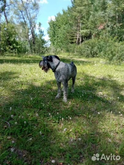 Вязка миттельшнауцер