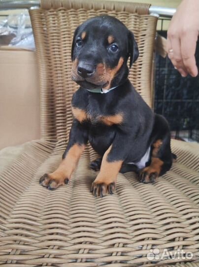 Щенки добермана