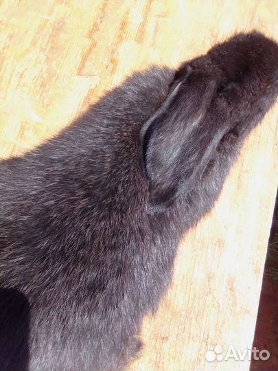 Продаются кролики