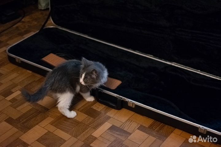 Котенок Зефир