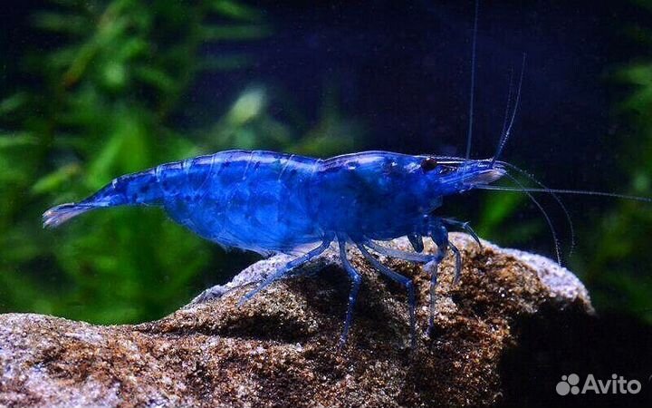 Креветки Блю Дрим и улитки Теодоксус