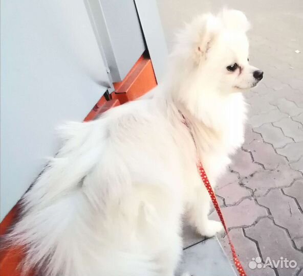 Девочки шпицы