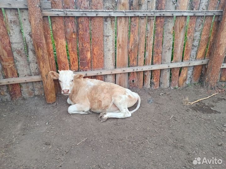 Хряк и телята