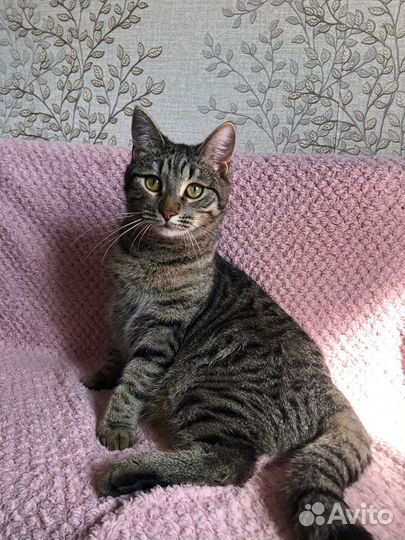 Тигровый Митюша