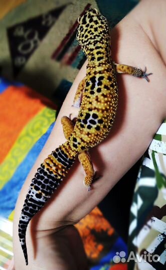 Эублефар геккон ящерица