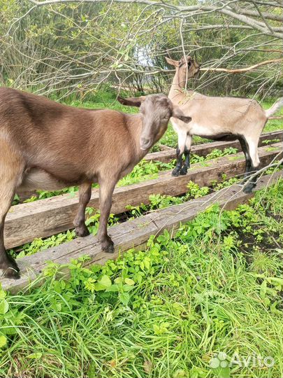 Поросята вьетнамские легченые. Козы