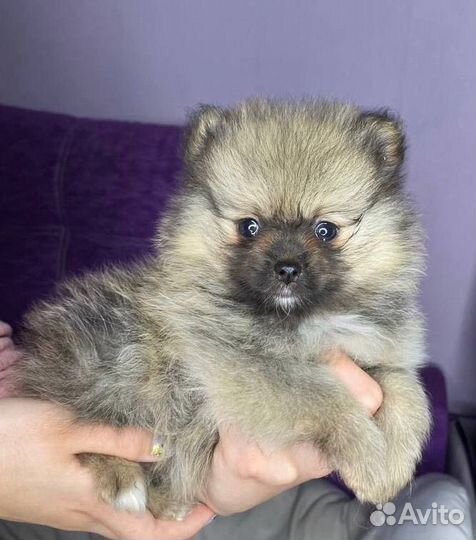 Немецкий шпиц