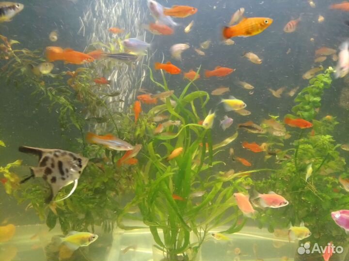Рыбки Барбусы Наннакары Тернеции Скалярии