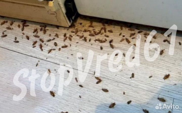 Уничтожение тараканов,клопов,блох,клещей,мышей