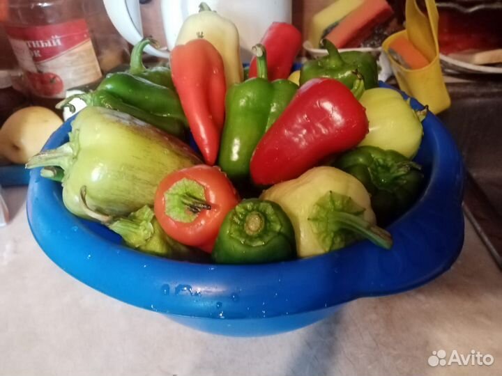 Рассада сладкого перца