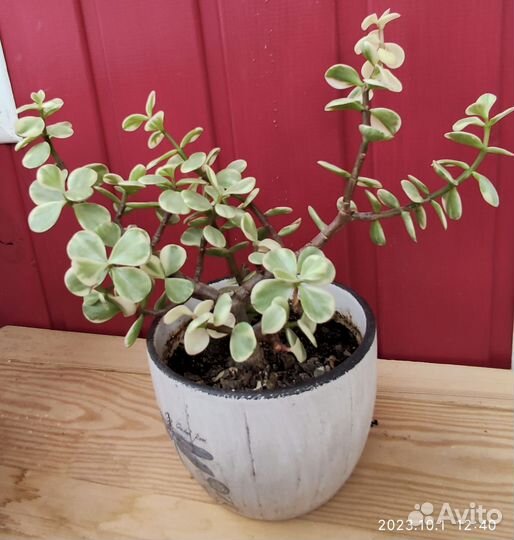 Суккуленты разные