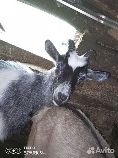 Козы породистые