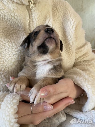 Щенки в добрые руки даром