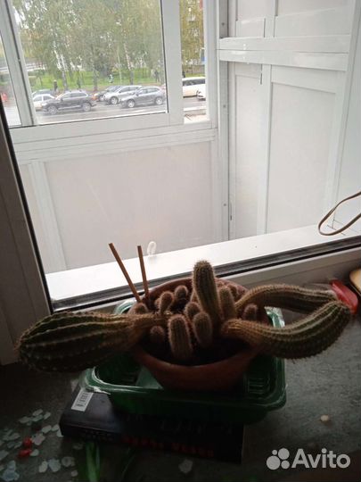 Алоэ вера и кактусы