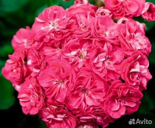 Цветы, Пеларгонии-герани взрослые и укорененные