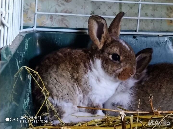 Отдам в хорошие руки Карликовые кролики