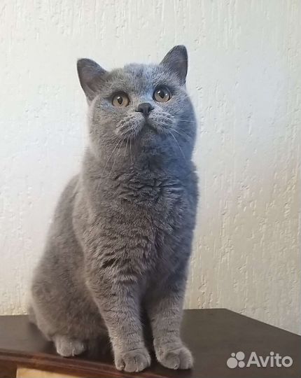 Котобританцы