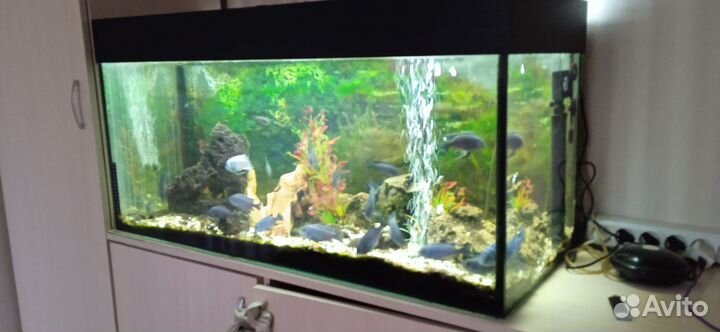 Аквариум 200 литров