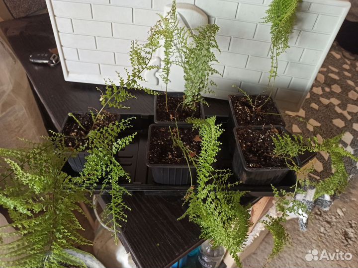 Папоротник