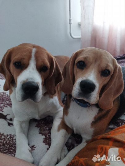 Щенки бигль