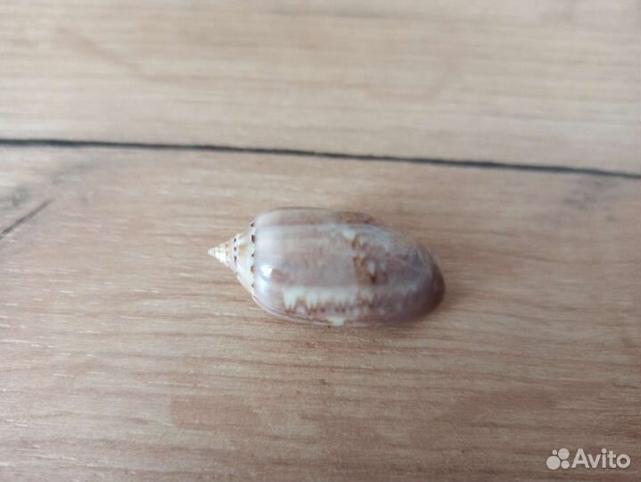 Морская раковина