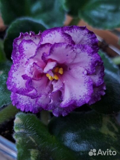 Сортовые взрослые фиалки