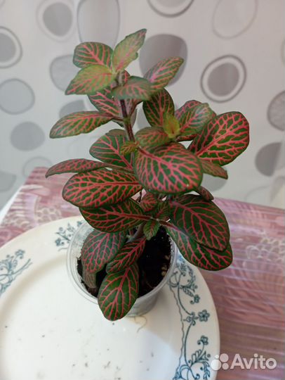 Фиттония,эписция