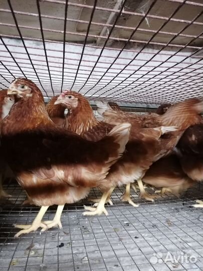 Молодые куры