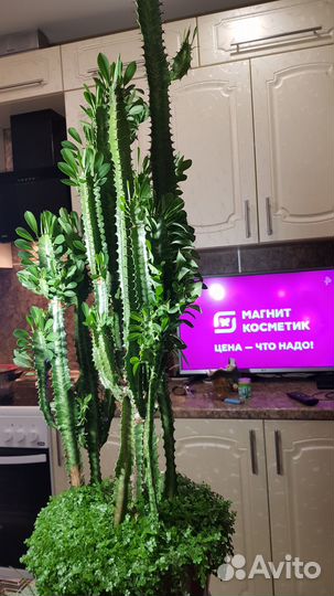 Молочай треугольный