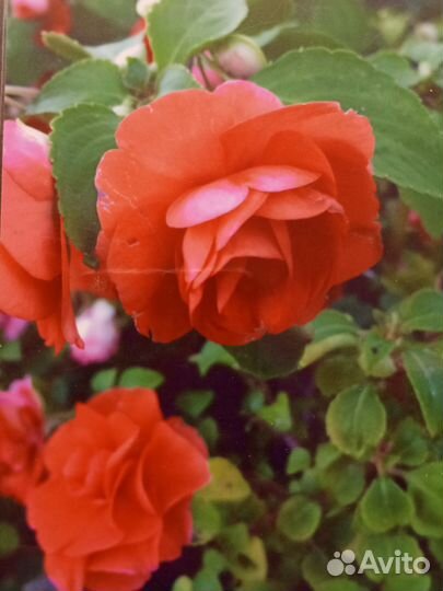 Бальзамины укорененные черенки