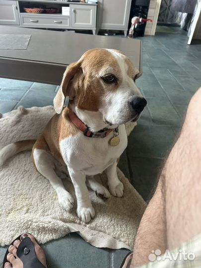 Бигль вязка