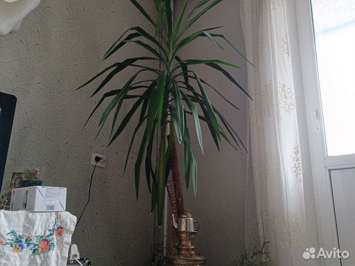 Пальма юкка