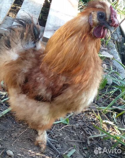 Петухи на племя шелковые и лакеданзи