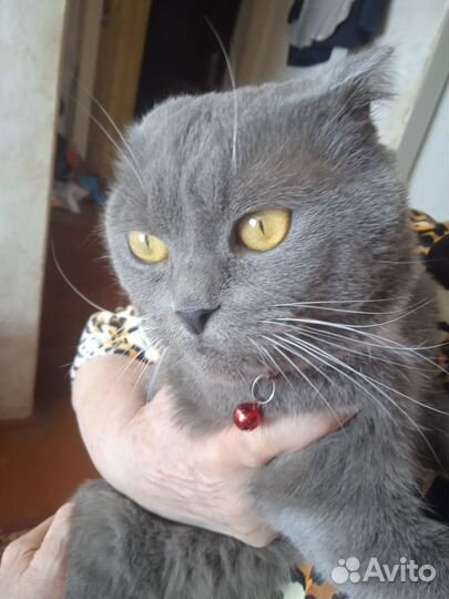 Отдам кота в добрые руки