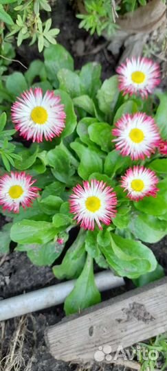 Многолетние цветы и кустарники