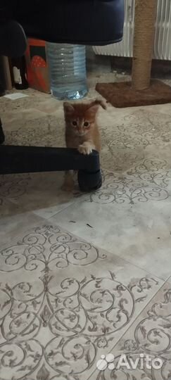 Кошечки ищут хозяев