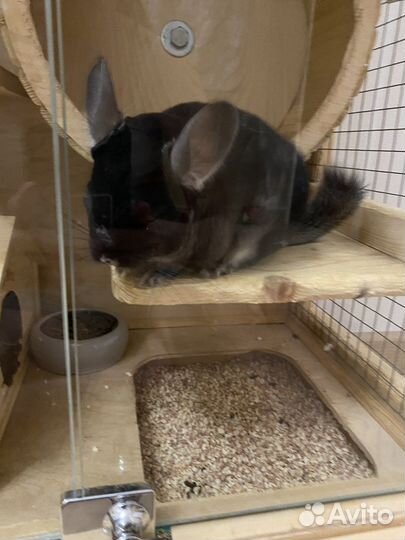 Шиншилла черный бархат