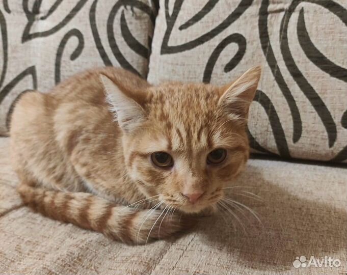 Котенок Рыжик ищет семью