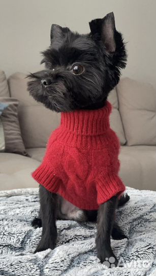 Вязка Йоркширский Терьер