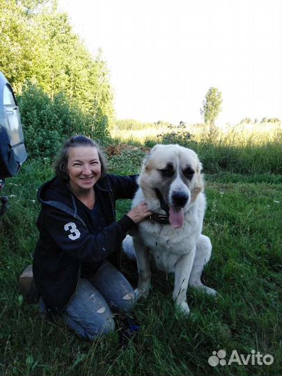 Среднеазиатская овчарка, алабай