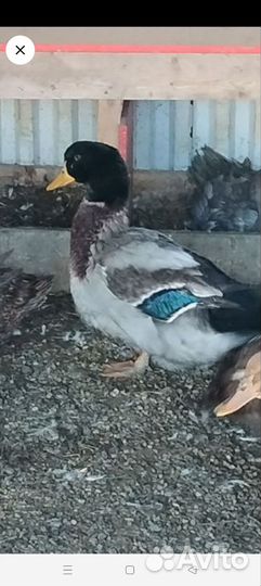 Селезень Руанской утки