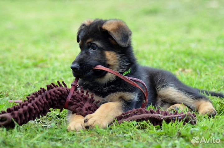 Отдам в добрые руки щенят овчарки