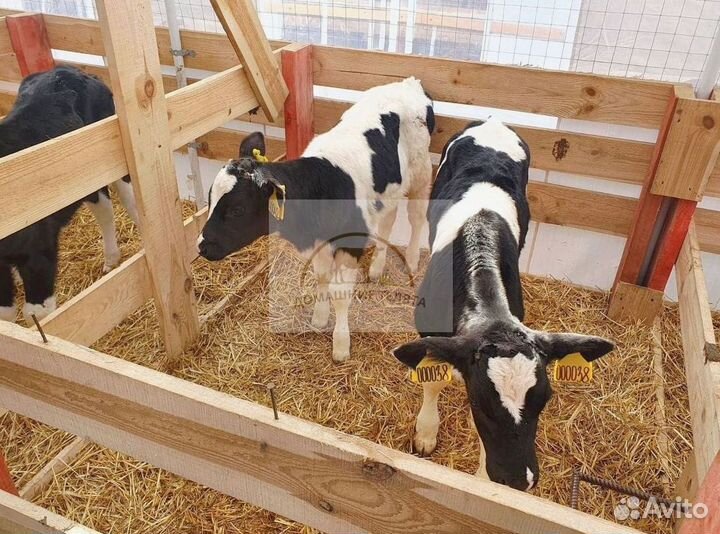 Бычки и телята