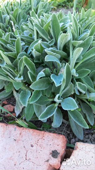 Овечьи ушки (стахис)